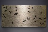 Museum Quality Fossil Fish Mortality Plate - Ready to Hang #370784-1
